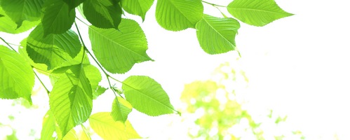 チョコレート専門店 サロンドロワイヤル販売サイトへ